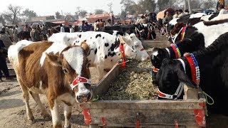 Australian  Frezian Cross|Jersey Cross Bachrian For Sale In Janwar Mandi Doli Shaeed Jhang Malomor