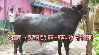 যুবরাজ--ওজন ৩৫ মন, দাম ২৫ লাখ টাকা, Big Cow Juboraj