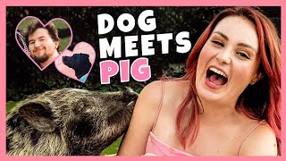 My Dog And I Met A Pig For The First Time! w/ Ricky Dillon!