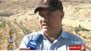 Iran Larestan county, Herbal plants cultivation كشت گياهان دارويي شهرستان لارستان ايران