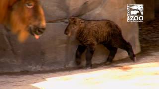 Takin Calf Makes its First Appearance - Cincinnati Zoo