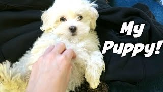 MY MALTIPOO PUPPY!