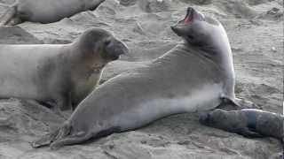 See Baby Elephant Seal Born and Baby was attacked moments after birth