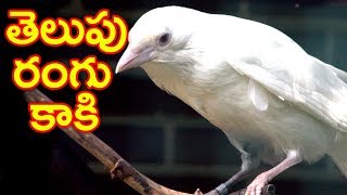 Neethi Kathalu | Telupu Rangu Kaki | Telugu Animated Stories For Children | Bommarillu