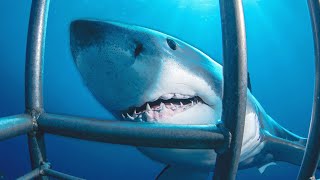 Caught In Act [Wild Animal Documentary] | Real Wild