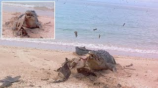 Strong Bite Forces: Saltwater Crocodile Bites 3 Tonne Shattering Shell of Sea Turtle