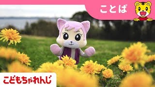 ＜こどもちゃれんじ＞「たんぽぽをさがしにいこう」にゃっきい編【しまじろうチャンネル公式】