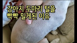 발바리 털을 빡빡 밀어버린 이유