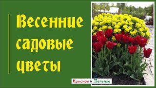 Какими цветами любуюсь весной в саду?