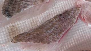 ヘダイのから揚げは真鯛より美味い。この魚を食べないのはもったいない。釣太郎の魚の再評価映像。