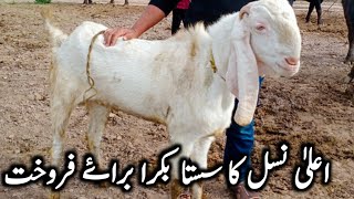 بکرا براہ فروخت Goat farm || || Goat farming business in Punjab ||Goat farming in Pakistan