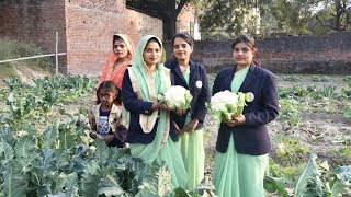खेत से ताज़े फूलगोभी की मसालेदार कोफ़्ता बनाने की बिल्कुल नई व आसान विधि | PHOOL GOBHI RECIPES