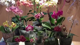 Орхидеи в стеклянных горшках. Домашнее цветение.