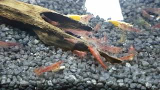 Caridine - Neocaridina Davidi varietà Red Cherry e Yellow - 1