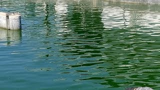 Spirulina platensis algafarm Malajzia 2018