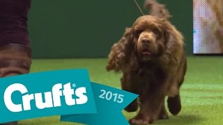 Flat Coated Retriever wins Gundog Group Judging | Crufts 2015