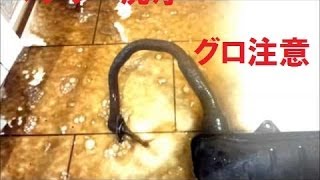 【グロ注意】マフラー洗浄ジャイロ系ホンダストリームＴＢ07