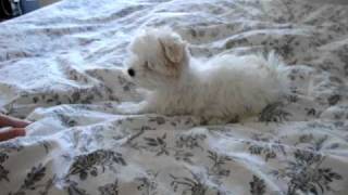 EVA!!!! Maltese puppy) мальтийская болонка