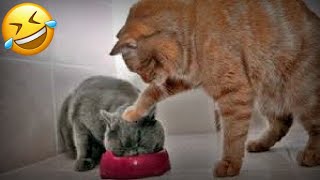 НЕУГОМОННЫЕ КОТЫ СМЕШНЫЕ ЖИВОТНЫЕ Я РЖАЛ ПОЛ ЧАСА