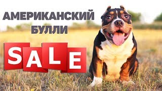 Американский Булли. Щенок. Мальчик. Сын RB TEDDY BEAR     [ ПРОДАЕТСЯ ]