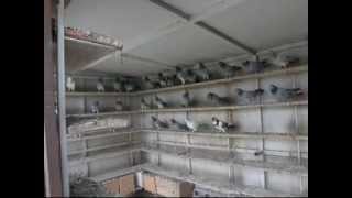 Greek Pigeons Wuta Polimeris ελληνικά περιστέρια βούτες (1) 2010