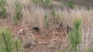 Top Notch Beagles 3/11/2019