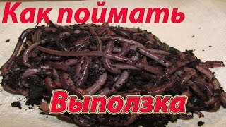 Выползок.  Как поймать выползка. Где искать выползка