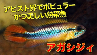 【熱帯魚・シクリッド】アピストグラマ・アガシジィ（Aqupedia）