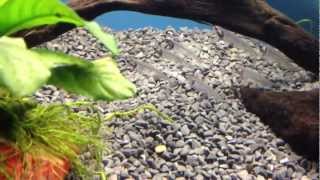 Phantom Glass Catfish