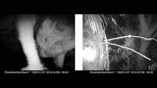 Mating attempt on the cavity lip! ~ ©Audubon Starr Ranch Barn Owls