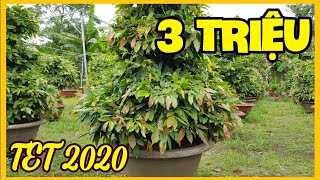 Bán Mai Vàng thành phẩm chơi tết 2020 giá hữu nghị?0913757738 TIẾN LỘC? bonsai Can Tho