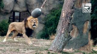 John the Lion with Fun Enrichment Toy - Cincinnati Zoo