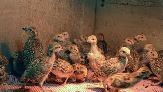 Хозяйство Дон-Зоо. Молодняк фазанов, кекликов, куропаток в брудере