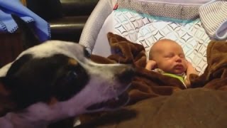 Собаки защищают детей \  Dogs protect children.
