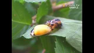 뿌치와 자연여행 - 무당벌레야 진딧물을 잡아줘