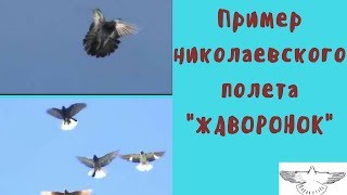 Пример Николаевского полета жаворонок