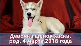 Предлагаем щенка хаски девочку, родилась 4 марта 2018 года