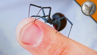WILL IT BITE?! - Black Widow Challenge