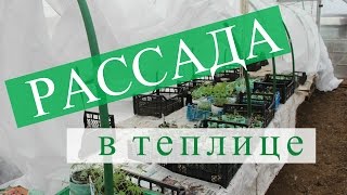 Рассада в теплице. Правильный переезд без потерь.