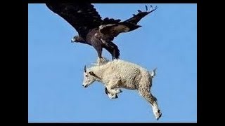 5 СТРАШНЫХ НАПАДЕНИЙ ОРЛОВ СНЯТЫХ НА КАМЕРУ