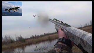 Охота на селезня "Отличная вечерка 2019" (Duck hunting)