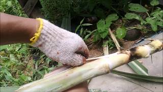 อ้อยสุพรรณบุรี 50 น้ำหนัก 5  กิโลกรัม  คั้นน้ำได้  3.40 ลิตร :Suphanburi 50 sugarcane