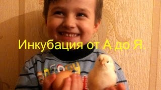 Инкубация куриных яиц от А до Я .Январь 2017 года.