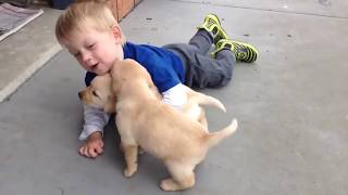 ☆ 아기와 교감하는 사랑스런 강아지 영상 모음 ★ Dog and Baby