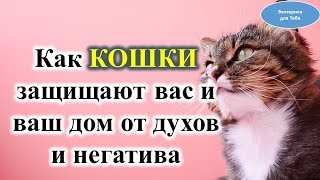Как кошки защищают вас и  дом от духов  и негатива @Эзотерика для Тебя: Гороскопы. Ритуалы. Советы.