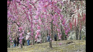 京都・城南宮でしだれ梅が満開