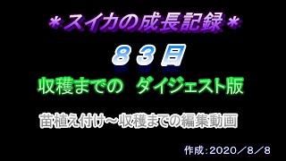 新型コロナ外出注意　家で育てるスイカの記録ダイジェスト「植え付け～収穫までの８３日」