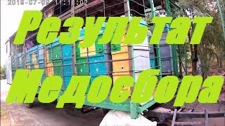 Пчеловодство 2019.Итоги медосбора белой акации,подсолнуха. Как нарастить пчела семьи в зиму.