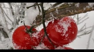 МЕТОД БУРАТИНО!НОВЫЙ СПОСОБ ПОСАДКИ ТОМАТОВ!ЭКСПЕРИМЕНТ!