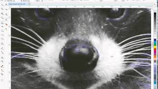 Рисуем енота в CorelDRAW